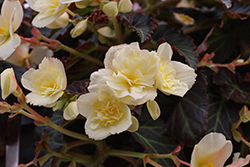 I'Conia Tweety Pie Begonia (Begonia 'I'Conia Tweety Pie') at Lakeshore Garden Centres