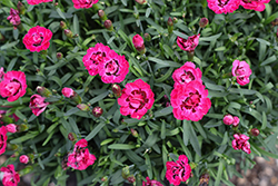 Early Love Pinks (Dianthus 'Early Love') at Lakeshore Garden Centres