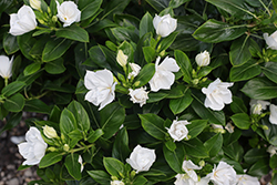 Soiree Double Pure White Vinca (Catharanthus roseus 'Soiree Double Pure White') at Lakeshore Garden Centres