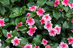 Soiree Flamenco Strawberry Picotee Vinca (Catharanthus roseus 'Soiree Flamenco Strawberry Picotee') at Lakeshore Garden Centres