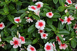 Nirvana XDR Apricot Splash Vinca (Catharanthus roseus 'Nirvana XDR Apricot Splash') at Lakeshore Garden Centres