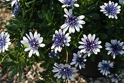 4D Blue Ice African Daisy (Osteospermum 'KLEOE23764') at Lakeshore Garden Centres