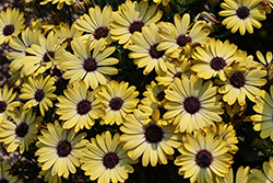 Besties Positive Yellow African Daisy (Osteospermum ecklonis 'Besties Positive Yellow') at Lakeshore Garden Centres