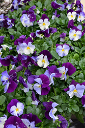 Cool Wave Violet Wing Pansy (Viola x wittrockiana 'PAS835631') at Stonegate Gardens