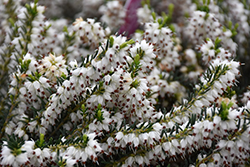Mediterranean White Heath (Erica x darleyensis 'Mediterranean White') at Stonegate Gardens
