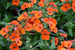Angelart Orange Nemesia (Nemesia 'Angelart Orange') at Stonegate Gardens