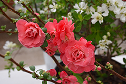 Double Take Pink Flowering Quince (Chaenomeles speciosa 'Pink Storm') at Lakeshore Garden Centres