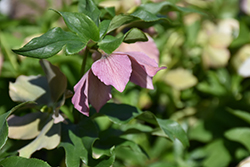 Pine Knot Select Hellebore (Helleborus 'Pine Knot Select') at Stonegate Gardens