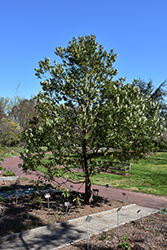 Redbay (Persea borbonia) at Stonegate Gardens