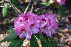 Spring Glory Rhododendron (Rhododendron 'Spring Glory') at Stonegate Gardens