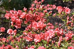 Indian Azalea (Rhododendron indicum) at Stonegate Gardens