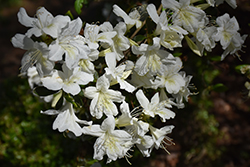 Stardust Azalea (Rhododendron 'Stardust') at Stonegate Gardens