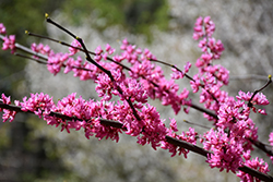 Tennessee Pink Redbud (Cercis canadensis 'Tennessee Pink') at Stonegate Gardens