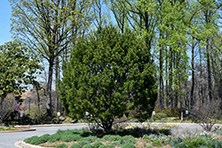 Lacebark Pine (Pinus bungeana) at Stonegate Gardens