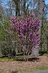 Chinese Redbud (Cercis chinensis) at Stonegate Gardens