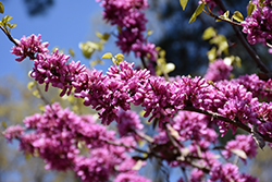 Chinese Redbud (Cercis chinensis) at Stonegate Gardens