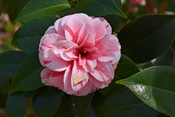Les Marbury Camellia (Camellia japonica 'Les Marbury') at Stonegate Gardens
