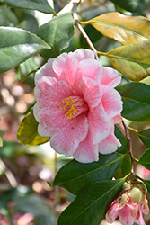Lady Vansittart Camellia (Camellia japonica 'Lady Vansittart') at A Very Successful Garden Center