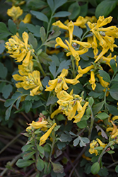 Canary Feathers Corydalis (Corydalis 'Canary Feathers') at Stonegate Gardens