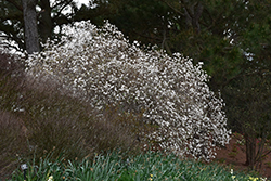 Mohawk Viburnum (Viburnum x burkwoodii 'Mohawk') at Stonegate Gardens