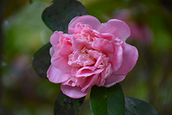 Daybreak Camellia (Camellia japonica 'Daybreak') at Stonegate Gardens