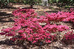 Hinode-giri Azalea (Rhododendron 'Hinode-giri') at Stonegate Gardens