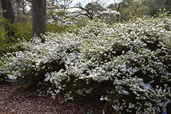 Snow Azalea (Rhododendron 'Snow') at Stonegate Gardens