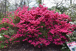 Hinode-giri Azalea (Rhododendron 'Hinode-giri') at Stonegate Gardens