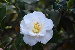 White Queen Camellia (Camellia japonica 'White Queen') at Lakeshore Garden Centres