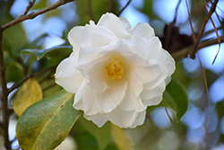 Victory White Camellia (Camellia japonica 'Victory White') at Stonegate Gardens