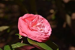 Masterpiece Pink Camellia (Camellia japonica 'Masterpiece Pink') at Stonegate Gardens