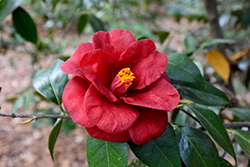 Royal Velvet Camellia (Camellia japonica 'Royal Velvet') at Stonegate Gardens