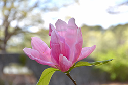 Daybreak Magnolia (Magnolia 'Daybreak') at Stonegate Gardens