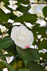 Mathotiana Alba Camellia (Camellia japonica 'Mathotiana Alba') at Stonegate Gardens