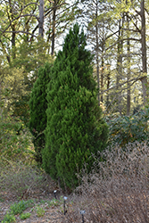 Sapphire Sentinel Redcedar (Juniperus virginiana 'Sapphire Sentinel') at Stonegate Gardens
