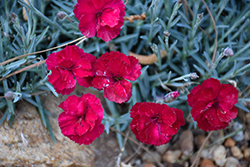 Frosty Fire Pinks (Dianthus 'Frosty Fire') at Stonegate Gardens