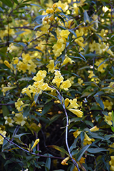 Carolina Yellow Jessamine (Gelsemium sempervirens) at Stonegate Gardens