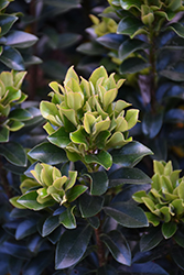 Gulf Green Yeddo Hawthorn (Rhaphiolepis umbellata 'Minor') at Stonegate Gardens