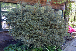 Kembu False Holly (Osmanthus heterophyllus 'Kembu') at Stonegate Gardens