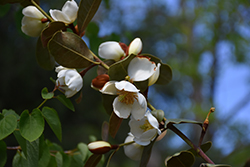 Gail's Favorite Magnolia (Magnolia laevifolia 'GCWOOD213') at Stonegate Gardens