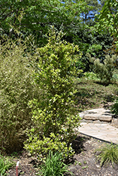 Green Shadow Variegated Nepal Holly (Ilex integra 'Green Shadow') at Stonegate Gardens
