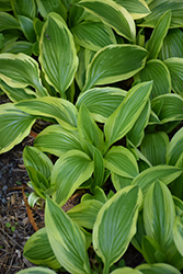 Yellow Splash Rim Hosta (Hosta 'Yellow Splash Rim') at Lakeshore Garden Centres