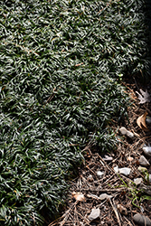 Gyoku Ryu Dwarf Mondo Grass (Ophiopogon japonicus 'Gyoku Ryu') at Stonegate Gardens