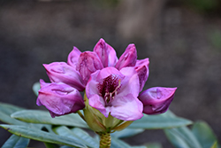 Southgate Radiance Rhododendron (Rhododendron 'Tyler Morris') at Stonegate Gardens