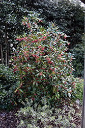 Woodland Ruby Anise Tree (Illicium 'Woodland Ruby') at Lakeshore Garden Centres