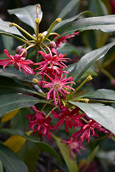 Woodland Ruby Anise Tree (Illicium 'Woodland Ruby') at Stonegate Gardens