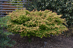 Kashima Yatsubusa Japanese Maple (Acer palmatum 'Kashima Yatsubusa') at Stonegate Gardens