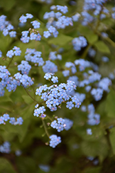 King's Ransom Bugloss (Brunnera macrophylla 'King's Ransom') at Lakeshore Garden Centres