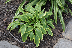 First Lady Hosta (Hosta 'First Lady') at Lakeshore Garden Centres