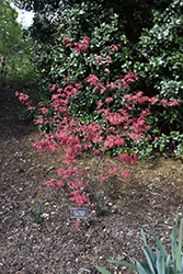 Amagi Shigure Japanese Maple (Acer palmatum 'Amagi Shigure') at Stonegate Gardens